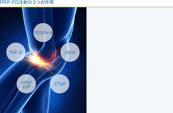 ひざ関節と成長因子