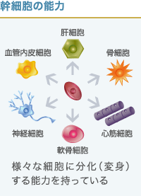 幹細胞の分化能