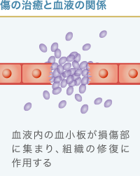 傷が治る仕組み